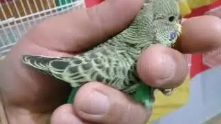 Quando separar os Filhotes dos Pais!?