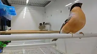 Camachuelos Nordicos