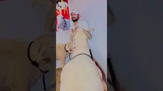 biggest long tail sheep in Karachi only at Mandi farm alhamdullah #shortvideo #viralvideo