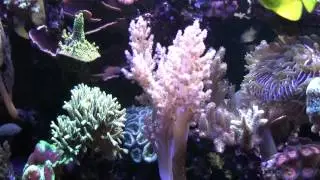 Koralle Litophyton im Meerwasseraquarium 1080p HD HQ