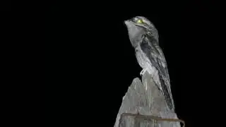 BRUJA del monte,asi canta la VIEJA DEL MONTE /  REAL MONSTER AMAZONAS
