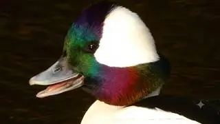 Bufflehead duck call sound, courtship, diving