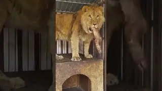 🤝👍❤️ подпишись #юмор #веселыекоты #lion #мотивацияивдохновение #любовь #жизнь#animals