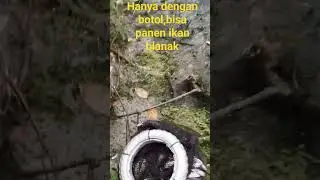 hanya dengan botol bisa panen ikan blanak..shorts # shorts #mancing #fishing #mancingikan
