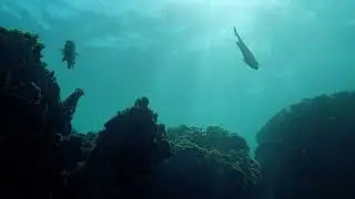 Stunning Coral Reef Aquarium 🐠 Relaxing Ocean Music for Deep Sleep