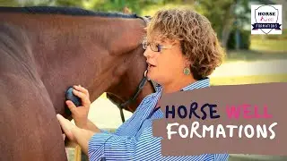 Massage et Bien-être équin 🐴  (Horse Well Formation)