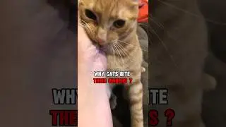 ВОТ ПОЧЕМУ кошки кусают своих хозяев #шорты