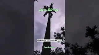 Areca Nut Tree #nature #arecanut #viral #video #viralshorts #gamtng #wgitachi #trending #shortsfeed