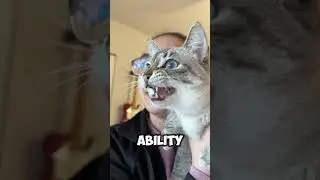 Did you know that cats are among the most powerful animals in the world