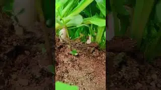 😢😭😭 old man speaks Tamil farming video #farmer