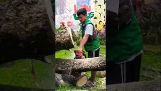 Wood cutting skills #chainsaw #shortvideo #treecutting