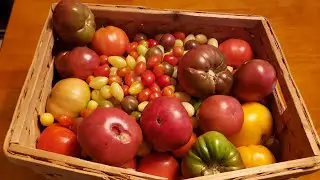 17 Tomatoes Reviewed & Rated | #1 '22 Tomato Revealed for My 100th Video | Indoor 🍅🍅 Plant Update 🍅