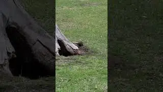Rare color gray squirrel. what color is it?