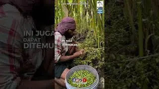 Kapulaga Rempah-rempah tertua di Dunia