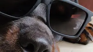 Rottweiler 🐕seeing RC drift car 🚗 for the first time!💥funny reaction 🤣 #rottweiler #vs #rccar #funny
