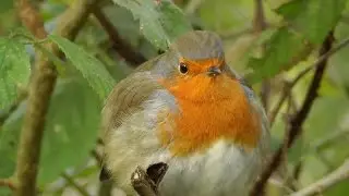 European Robin Bird - Petirrojo - Rougegorge Familier UK Birdsong Song and Singing