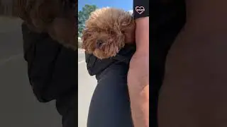 Family Enjoying Bike Ride Picnic With Their Dogs || PETASTIC 🐾