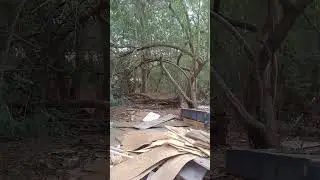 VID 20250413 113413 uma area verde do parque novo mundo