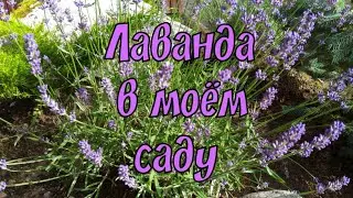Лаванда в моём саду