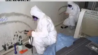 mold in basement INDIAN ORCHARD MA 01151   Service