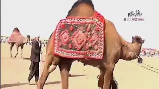 Pakistan Camel Festival 2021 | Zaffar Gojar Vs rai Ramzan | Onth Shainshah | Hum Saraiki | #Part 2