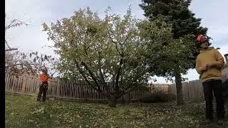 Apple Tree Pruning in the Fall (Timelapse)