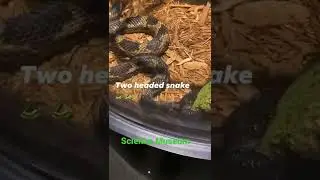 #snake #museum