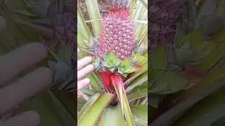 AMAZING MULTI-CROWN PINK PINEAPPLE!!