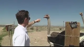 American Ostrich Farm is set to bring bird to your dinner plate