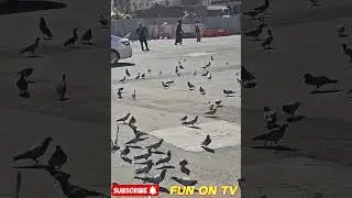 FUN ON TV 1 #mashallah #beautifulbirds