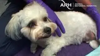 The Animal Referral Hospital  -  A Virtual Tour