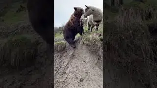 Unexpected Tenderness: Ferocious Bear transforms into a Guardian Spirit