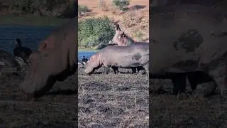 Yawning hippo at the Chobe river, Botswana. #wildlife #chobenationalpark #africa #fyp #safari