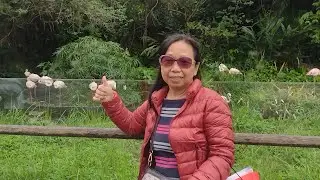 你像風來了又走