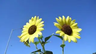 West Sacramento's First Urban Farm
