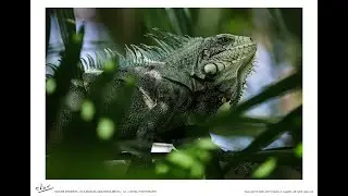 Isla Marajó, Amazonas, Brazil. Nature Moments.