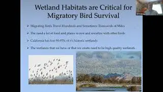 The Pacific Flyway: Wetlands and Migratory Birds
