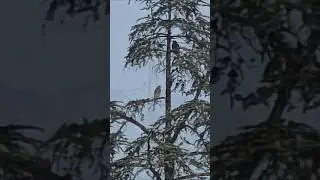 Part 2 of Nest Update 1, Red-Shouldered Hawks, Season 2, Tahoe Park