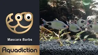 Mascara Barbs - Dawkinsia Assimilis