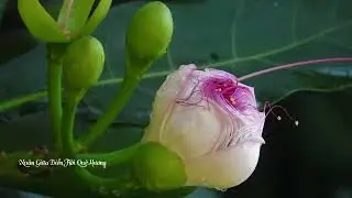 Xuân Giữa Biển Trời Quê Hương