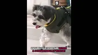 Furry Fashion Winter Sport Jacket - 8 sizes and colors! Water/windproof with built-in harness!