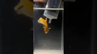 Can we  feed mosquito larva to betta fish?🐠 🪱 #bettafish #breeding #petcare #shorts #tamil #madhom