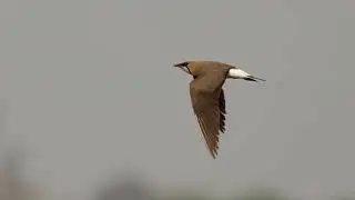 Cambodia Bird Tours 