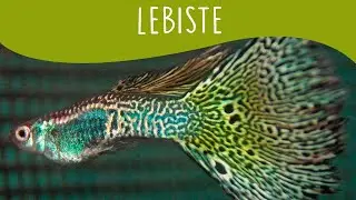 Como criar peixe Lebiste em aqu&aacute;rio