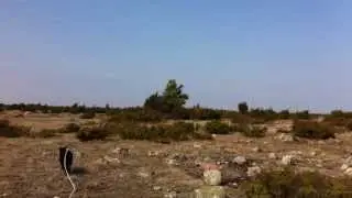 Fie ronderer p&aring; Alvaret 20130429