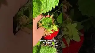 Как на садовых плантациях клубники фермеры делают миллион долларов #агро #агробизнес #клубника