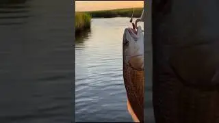New video drop! Check it out! Louisiana back marsh fishing on falling tide