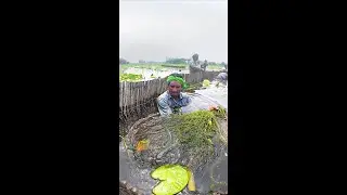 Watch fishing in the beel using ancient techniques | Best Primitive Village Fishing Technique