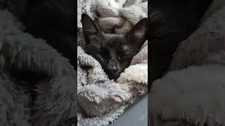 Ластёнка укуталась и спит ) #оле7 #catbehavior #cat #котофейка #кот #pets #ластёна #cats
