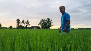 Batch 12 - Rice Competitiveness Enhancement Fund - Rice Extension Services Program FY 2022